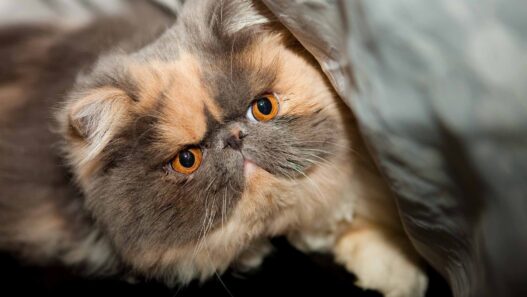 catfat1