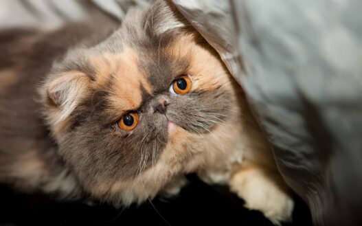 catfat1
