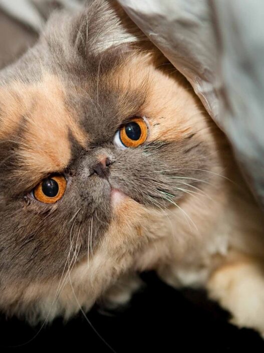 catfat1