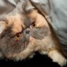 catfat1