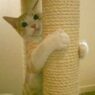 catpost