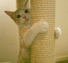catpost