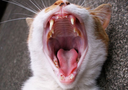 catteeth