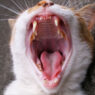catteeth