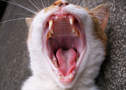 catteeth