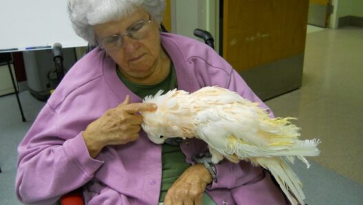 cockatoo
