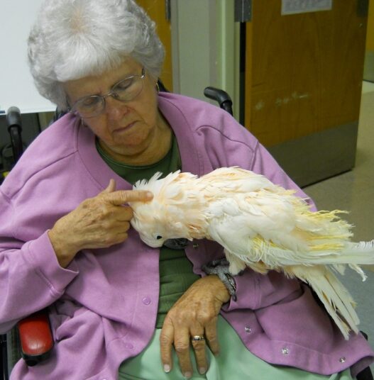 cockatoo