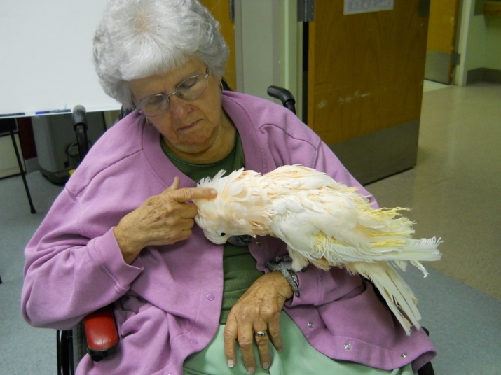 cockatoo