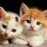 cute kittens