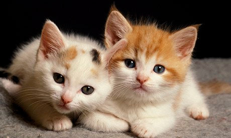 cute kittens