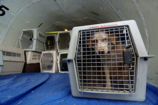 d88c93f6ffe5e7c5 maggie rizers dog dies on airplane preview