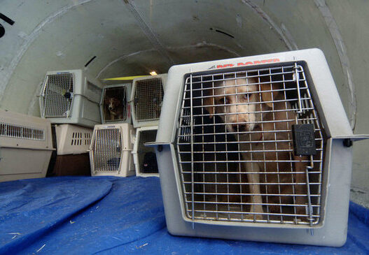 d88c93f6ffe5e7c5 maggie rizers dog dies on airplane preview