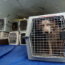 d88c93f6ffe5e7c5 maggie rizers dog dies on airplane preview