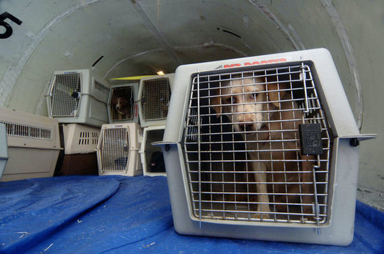 d88c93f6ffe5e7c5 maggie rizers dog dies on airplane preview