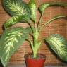 dieffenbachia1