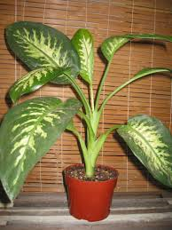 dieffenbachia1