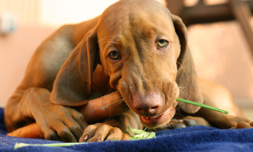dog approved people food dog eating carrot