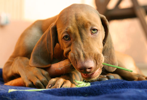 dog approved people food dog eating carrot