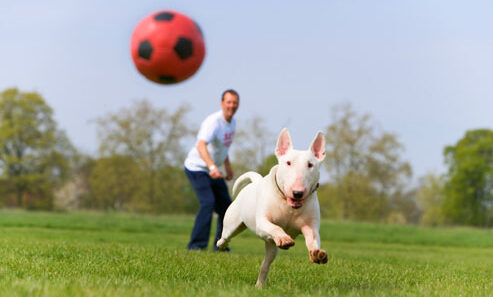dog ball