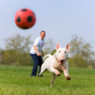 dog ball