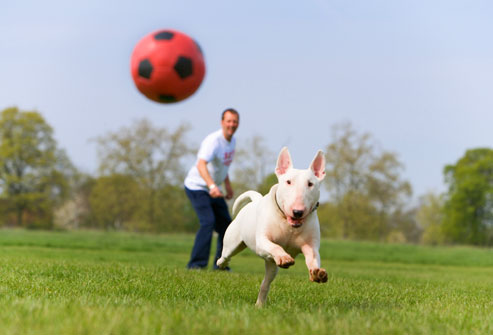 dog ball