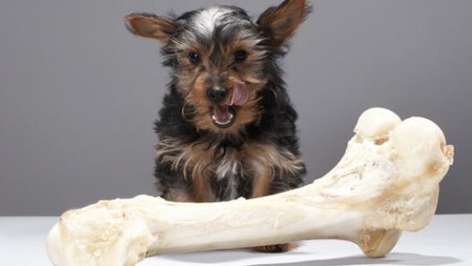 dog bone text