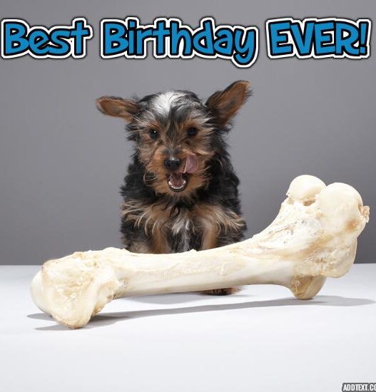 dog bone text