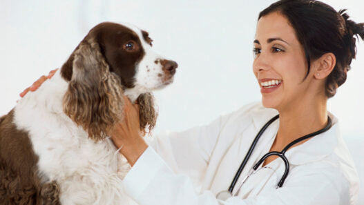 dog care11 c9f3c0db abfe 4851 92d7 9209422b4f98