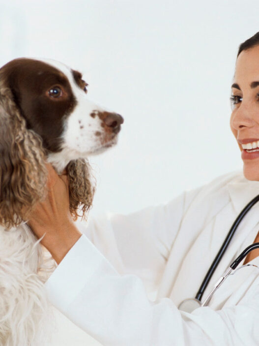 dog care11 c9f3c0db abfe 4851 92d7 9209422b4f98