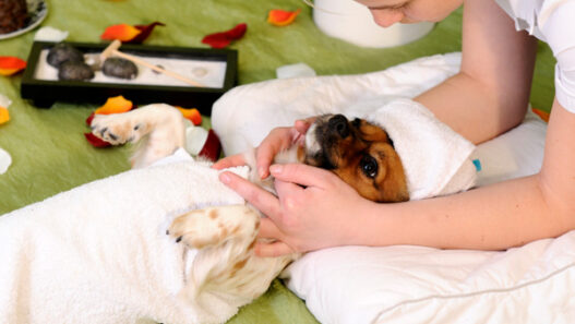 dog getting massage1