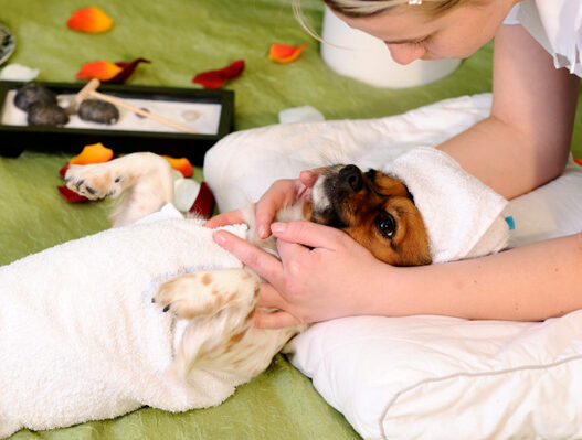 dog getting massage1