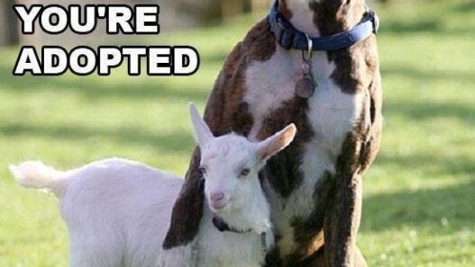 dog goat