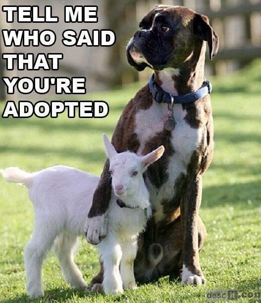 dog goat