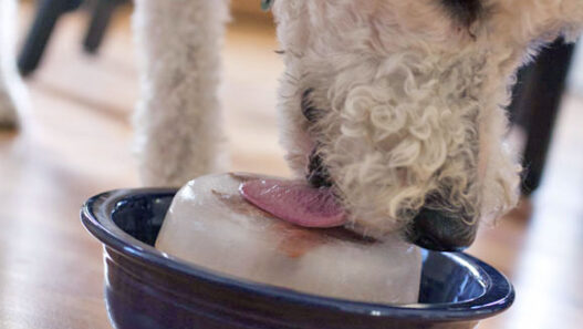 dog lick