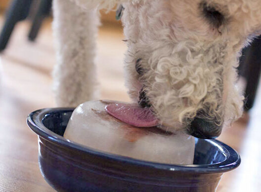 dog lick