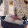 dog lick