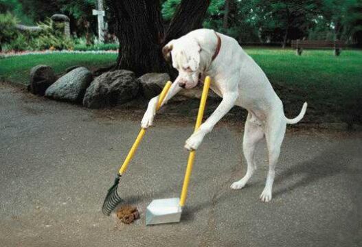 dog obedience school