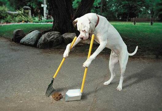 dog obedience school