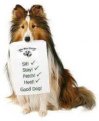 dog training2
