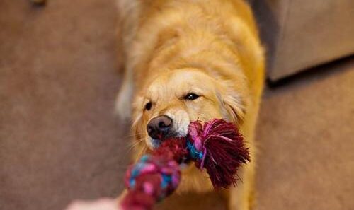 dog tug of war
