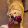 dog tug of war
