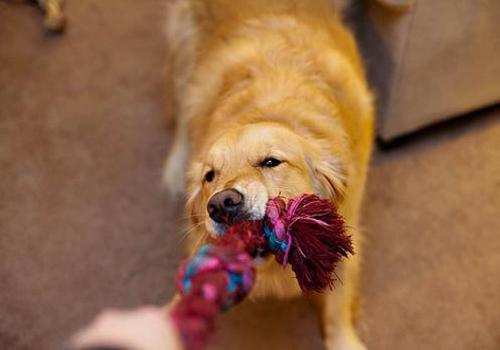 dog tug of war