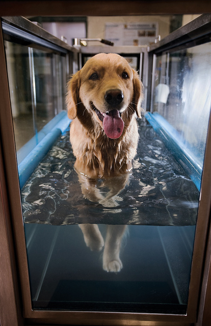 dog water treadmill
