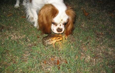 dog cane toad