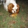 dog cane toad