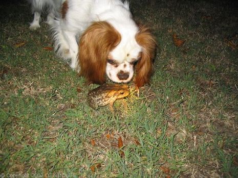 dog cane toad