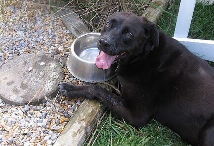 dog water bowl