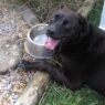 dog water bowl