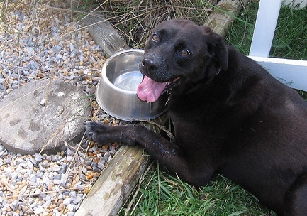 dog water bowl