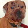 dogfighting 6